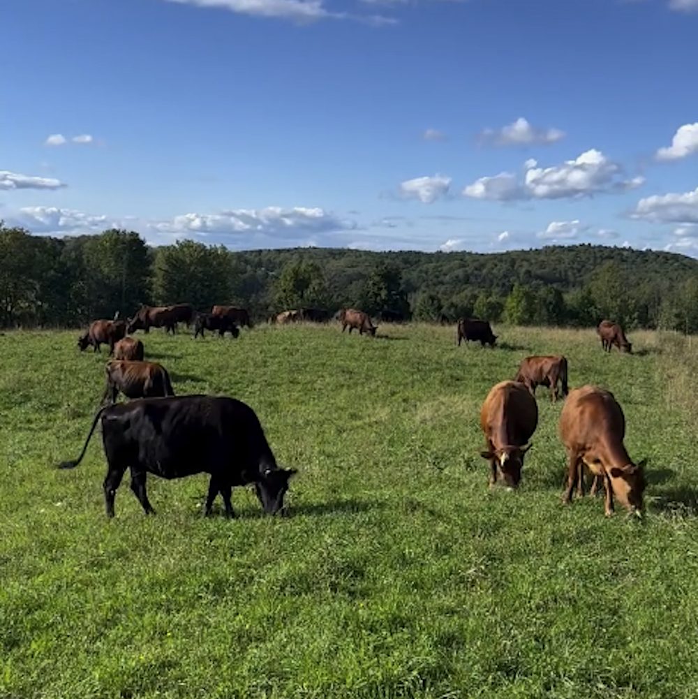 cows at Northaven Pastures in Red Hook NY